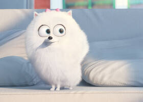 Pets Trailer Ita Pets-Gallery-02