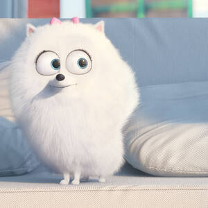 Pets Trailer Ita